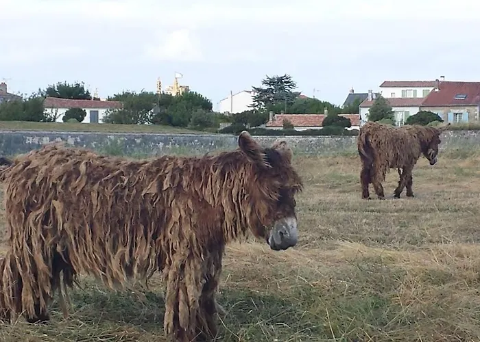 Jolie Maison Réthaise *** - Grand Jardin Privatif La Couarde-sur-Mer